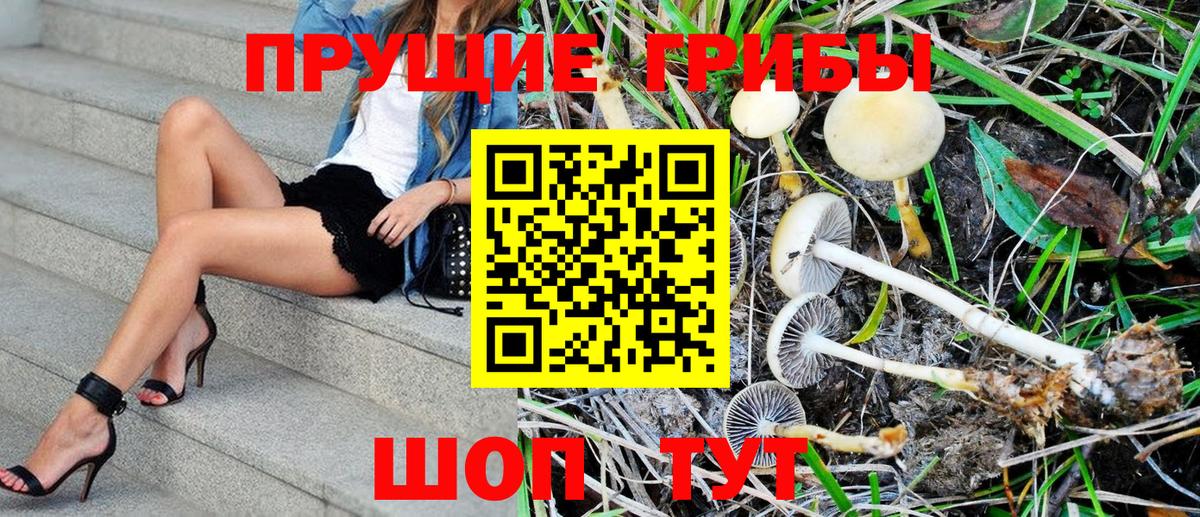 Кизляр  Галлюциногенные грибы Psilocybe  Псилоцибиновые грибы Psilocybine cubensis  Вход с VPN 